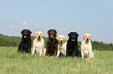 LABRADOR 429